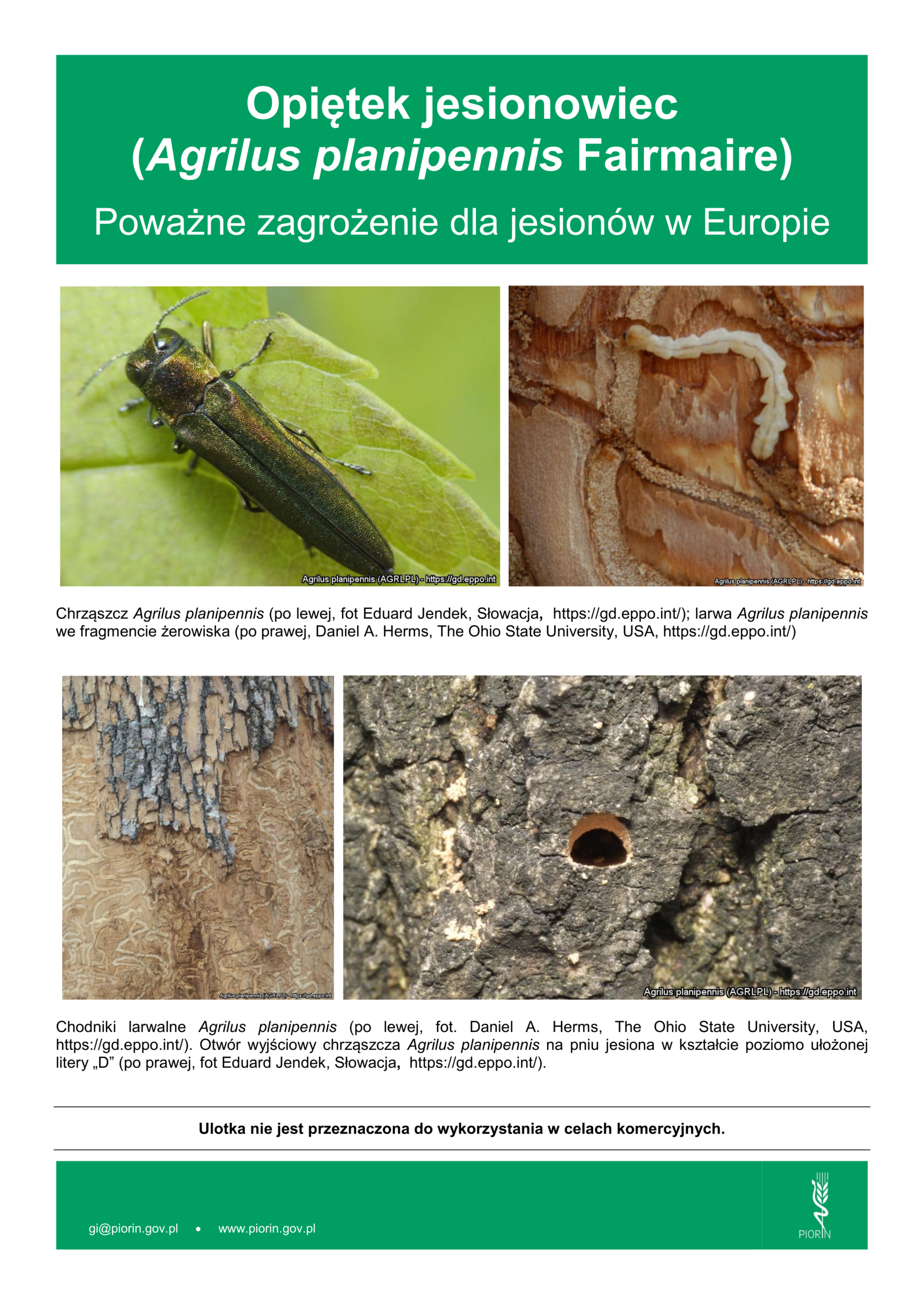 ulotka informacyjna szkodnik jesiona