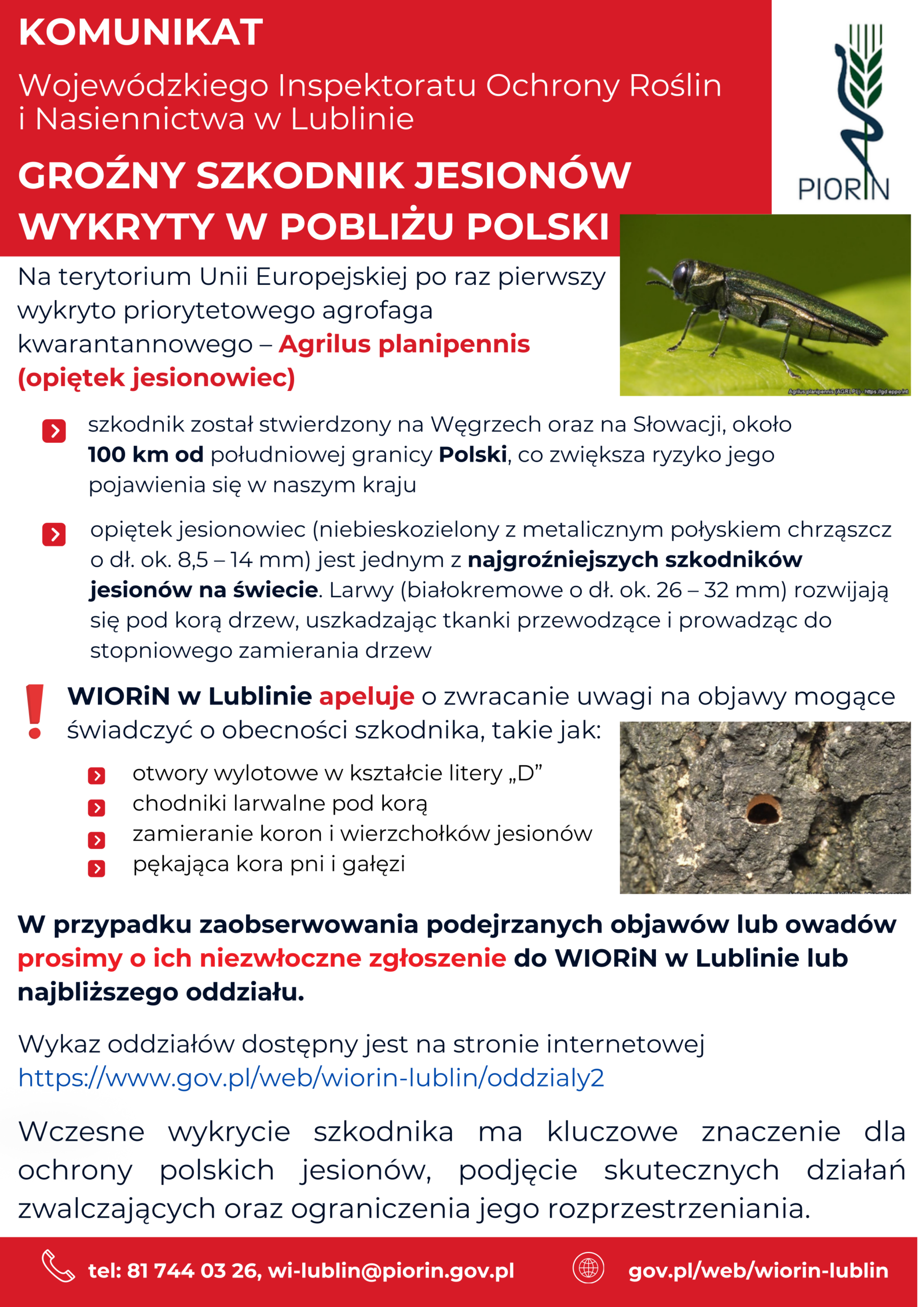 Komunikat o szkodniku jesiona